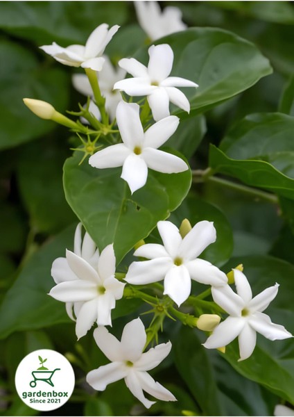 Kokulu Sarmaşık Ful Yasemin Çiçeği 1 Adet Saksılı/Tüplü 30-60 cm Jasminum