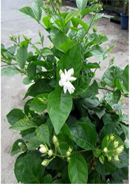Kokulu Sarmaşık Ful Yasemin Çiçeği 1 Adet Saksılı/Tüplü 30-60 cm Jasminum