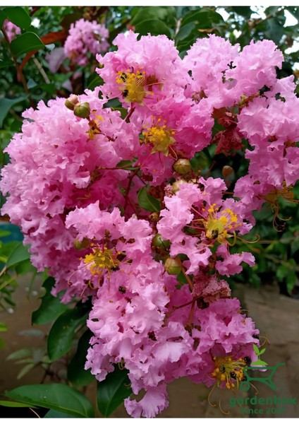 Oya Ağacı Pembe Renk 1 Adet Saksılı/Tüplü 30-600 cm Dış Mekan Bitkisi