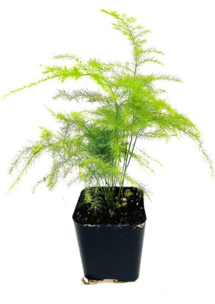 Mini Boy Tül Kuşkonmaz Salon Çiçeği Asparagus Setaceus Saksılı