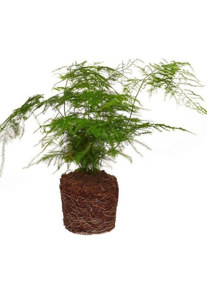Mini Boy Tül Kuşkonmaz Salon Çiçeği Asparagus Setaceus Saksılı