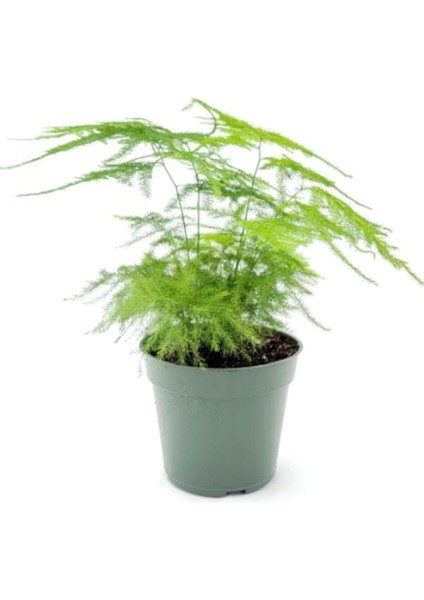 Mini Boy Tül Kuşkonmaz Salon Çiçeği Asparagus Setaceus Saksılı