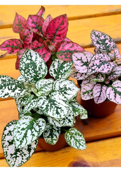 Mini Boy 3 Renk Hostes Çiçeği Pembe Kırmızı Beyaz(Hypoestes)