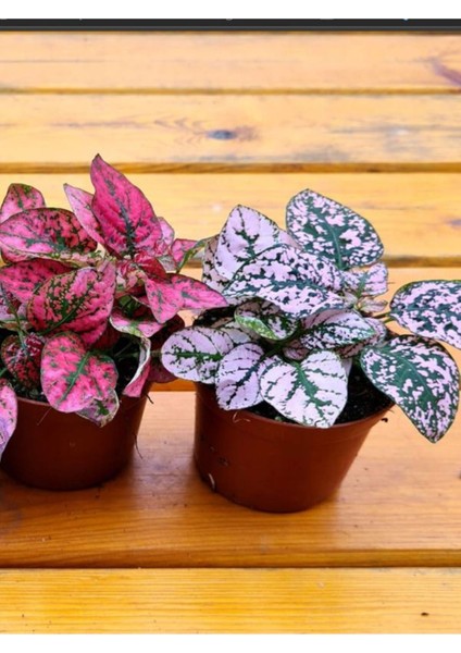 Mini Boy 3 Renk Hostes Çiçeği Pembe Kırmızı Beyaz(Hypoestes) modelleri