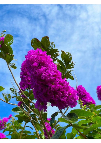 Videolu Mor Renkli Oya Çiçeği Fidanı (40 85 cm)1 Adet Saksılı Dış Mekan Ağacı Lagerstroemia Indica