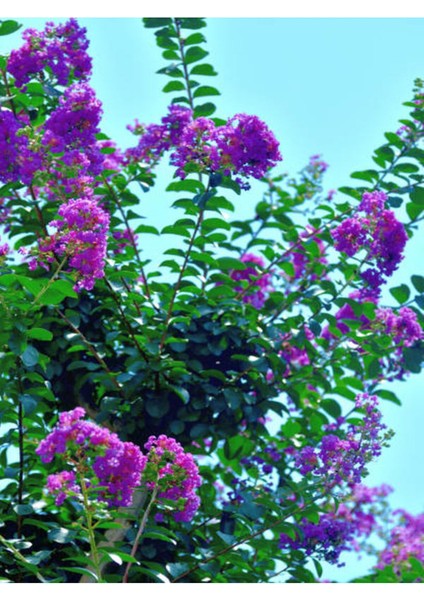 Videolu Mor Renkli Oya Çiçeği Fidanı (40 85 cm)1 Adet Saksılı Dış Mekan Ağacı Lagerstroemia Indica
