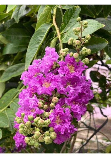 Videolu Mor Renkli Oya Çiçeği Fidanı (40 85 cm)1 Adet Saksılı Dış Mekan Ağacı Lagerstroemia Indica