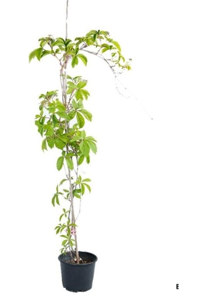 Amerikan Sarmaşığı Peyzaj Bitkisi 60-80 cm Bahçe Sarmaşığı modelleri