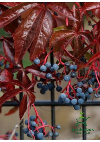 Amerikan Samaşığı Soğuğa Dayanıklı 55-80 cm Saksılı/Tüplü (Parthenocissus Quinquefolia)