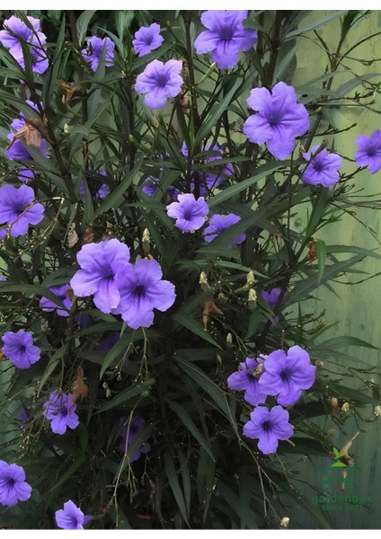 Meksika Petunyası-Ruelya Saksılı 1 Adet 30-50 cm Purple Ruellia Flower