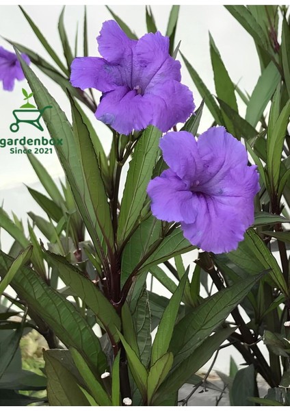 Meksika Petunyası-Ruelya Saksılı 1 Adet 30-50 cm Purple Ruellia Flower fiyatları