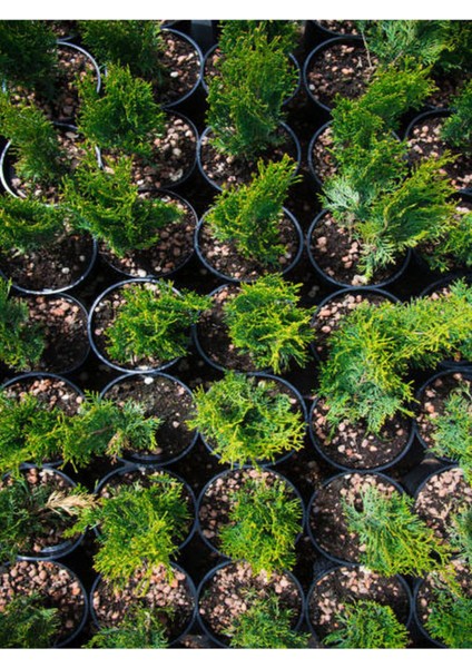 Videolu Leylandi Çamı Fidanı Çit Çamı (10 20 cm)5 Adet Tüplü Dış Mekan Bitkisi Cupressus Leylandii