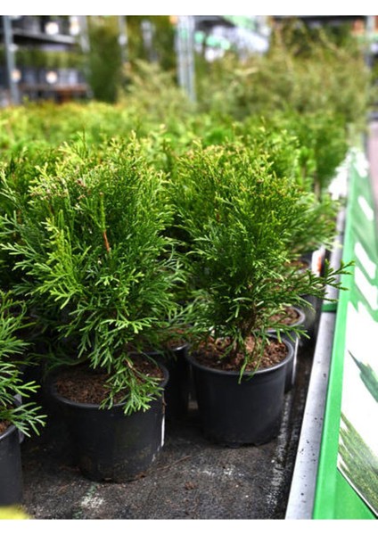 Videolu Leylandi Çamı Fidanı Çit Çamı (10 20 cm)5 Adet Tüplü Dış Mekan Bitkisi Cupressus Leylandii
