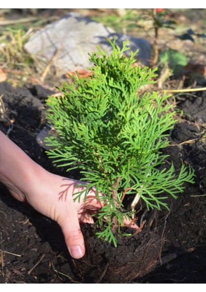 Videolu Leylandi Çamı Fidanı Çit Çamı (10 20 cm)5 Adet Tüplü Dış Mekan Bitkisi Cupressus Leylandii