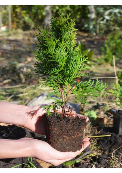 Videolu Leylandi Çamı Fidanı Çit Çamı (10 20 cm)5 Adet Tüplü Dış Mekan Bitkisi Cupressus Leylandii