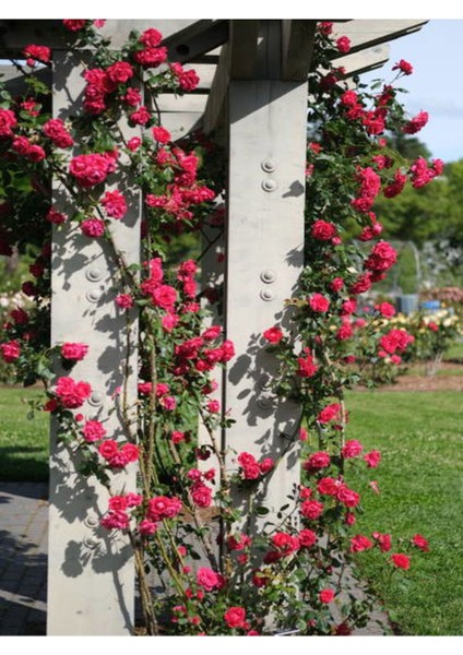 Videolu Pembe Sarmaşik Çardak Gülü (70 120 cm)1 Adet Saksılı Dış Mekan Sarmaşık Wisteria modelleri