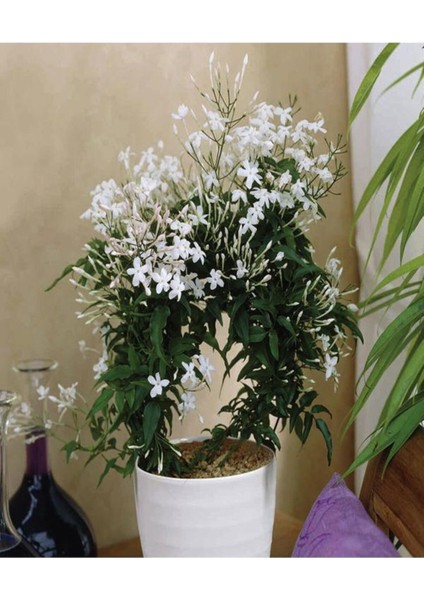 Videolu Çin Yasemini Kokulu Beyaz Renkli (20 60 cm) 1 Adet Saksılı Fidan Jasminum Polyanthum Jasmine