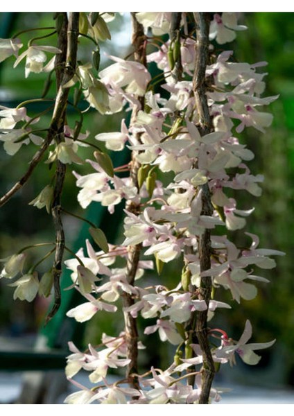 Videolu Çin Yasemini Kokulu Beyaz Renkli (20 60 cm) 1 Adet Saksılı Fidan Jasminum Polyanthum Jasmine
