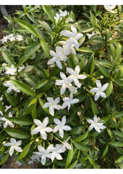 Videolu Kokulu Arap Yasemini (50 70 cm)1 Adet Saksılı Dış Mekan Süs Bitkisi Jasminum Sambac modelleri
