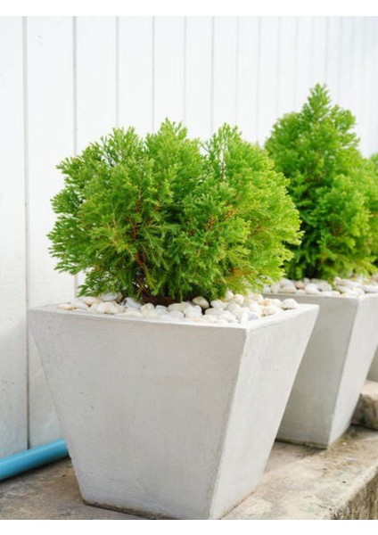 Videolu Limoni Servi Limon Selvi Fidanı (10 15 cm) 8 Adet Tüplü Dış Mekan Cupressus Macrocarpa modelleri