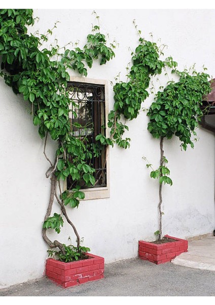 Videolu Büyük Yapraklı Duvar Sarmaşığı (50 - 60 cm)1 Adet Saksıda Dış Mekan Sarmaşık Bitkisi Hedera