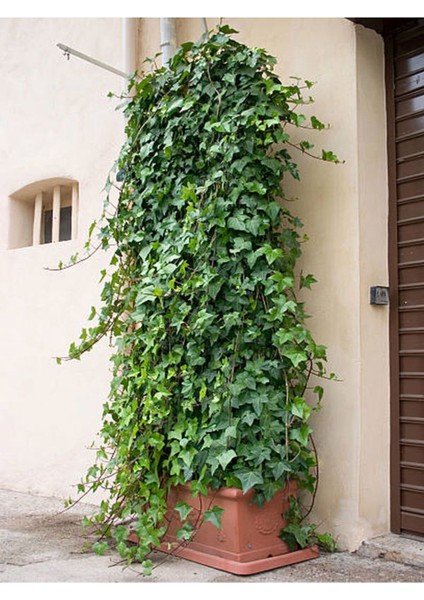 Videolu Büyük Yapraklı Duvar Sarmaşığı (50 - 60 cm)1 Adet Saksıda Dış Mekan Sarmaşık Bitkisi Hedera fiyatları