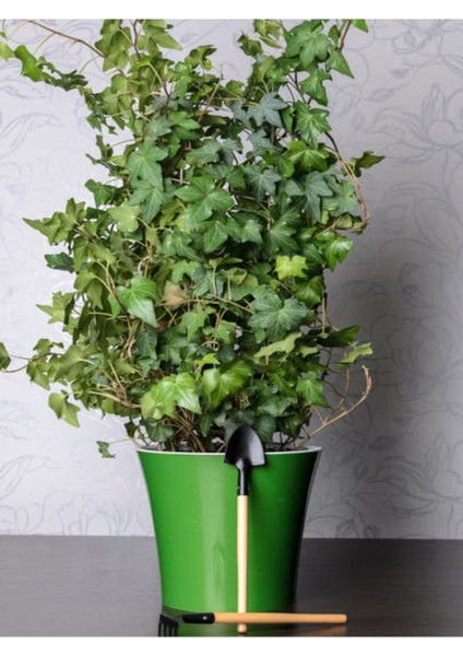 Videolu Büyük Yapraklı Duvar Sarmaşığı (50 - 60 cm)1 Adet Saksıda Dış Mekan Sarmaşık Bitkisi Hedera fırsatları