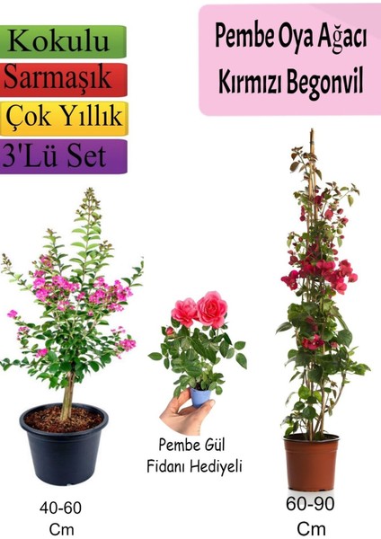 Pembe Oya Ağacı+ Kırmızı Begonvil+ Pembe Gül Fidanı Hediyeli