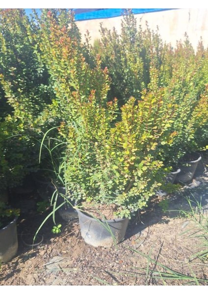 Büyük Boy Canlı Şimşir Fidanı 1 Adet Saksılı 20-40 cm Dış Mekan Çiçeği