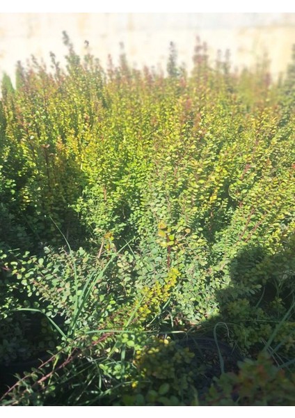 Büyük Boy Canlı Şimşir Fidanı 1 Adet Saksılı 20-40 cm Dış Mekan Çiçeği modelleri