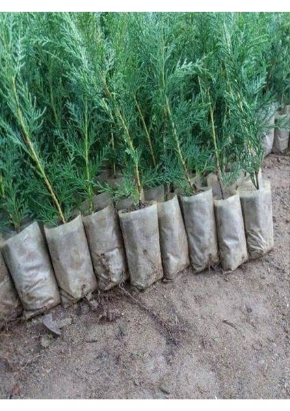 Videolu Leylandi Çit Bitkisi (10 30 cm) 5 Adet Saksılı/Tüplü Dış Mekan Ağaç Cupressocyparis Leylandii