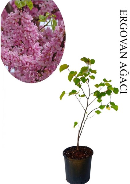 Pembe Renk Erguvan Ağacı 1 Adet Saksılı/Tüplü 50-70 cm Bahçe Ağacı