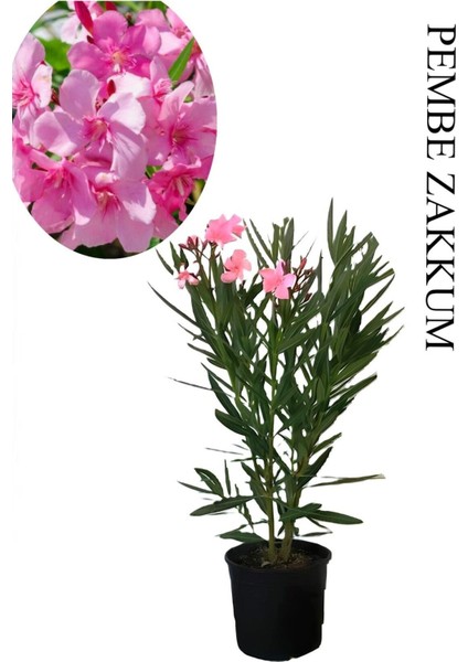 Pembe Renk Zakkum Çiçeği Fidanı 1 Adet Saksılı 30-60 cm Yaz Çiçeği