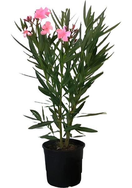 Pembe Renk Zakkum Çiçeği Fidanı 1 Adet Saksılı 30-60 cm Yaz Çiçeği