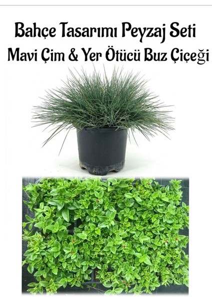 Mavi Çim 1 Adet Saksılı (10-20 cm)+BUZ Çiçeği 20 Adet Bahçe Seti