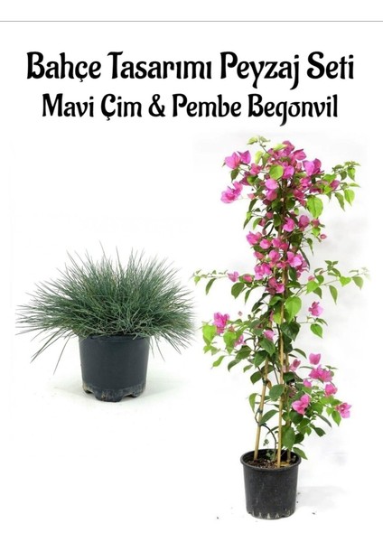 Mavi Çim 1 Adet Saksılı (10-20 cm)+PEMBE BEGONVIL(60-80 cm) 1 Adet Bahçe Seti