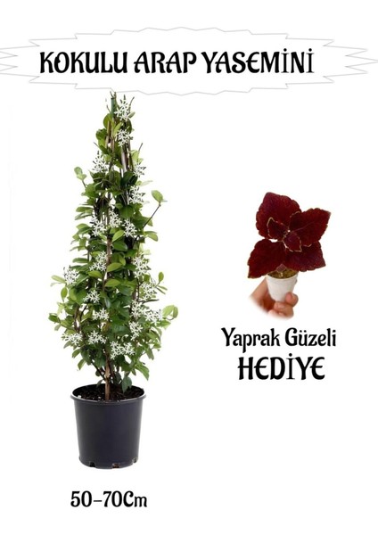 Mis Kokulu Arap Yasemini 1 Adet+Yaprak Güzeli Hediyeli Peyzaj Seti