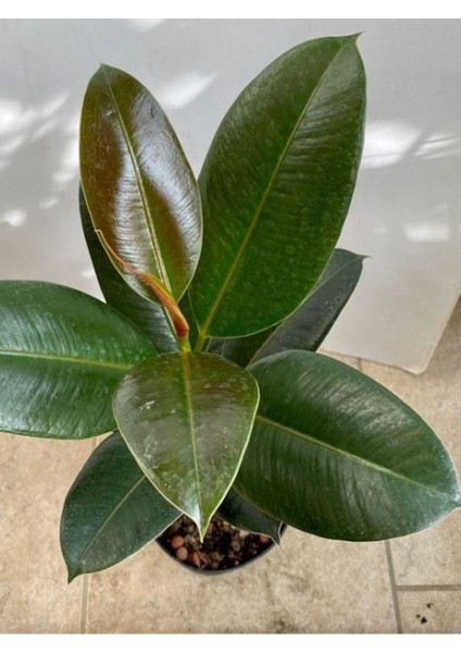 Ficus Elastica Robusta Yeşil Yaprak Kauçuk Ev Ofis Bitkisi Salon Çiçeği 20 - 45 cm