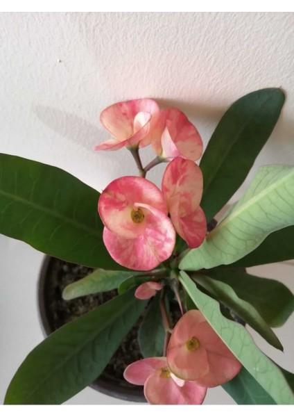 Videolu Milli Dikenler Tacı 15 45 cm Saksılı Kaktüs Euphorbia