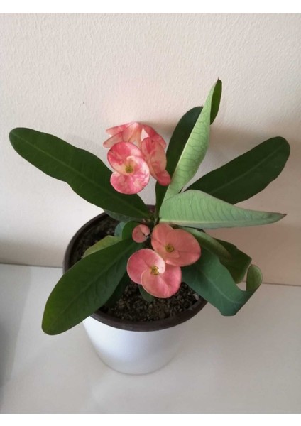 Videolu Milli Dikenler Tacı 15 45 cm Saksılı Kaktüs Euphorbia fiyatları