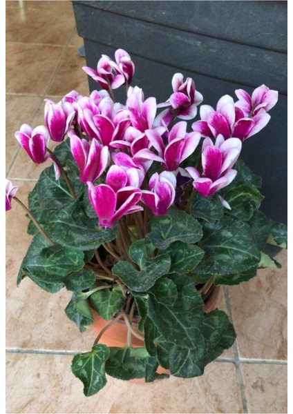 Canlı Saksılı Ebruli Mor Sıklamen Çiçek Fidanı-Büyük Boy