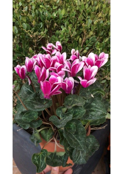 Canlı Saksılı Ebruli Mor Sıklamen Çiçek Fidanı-Büyük Boy fiyatları