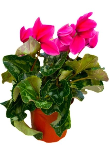 Sıklamen Çiçeği Pembe - Cyclamen 20-30 cm Hediyelik Çiçek