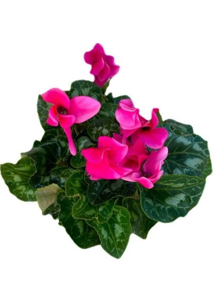 Sıklamen Çiçeği Pembe - Cyclamen 20-30 cm Hediyelik Çiçek fiyatları