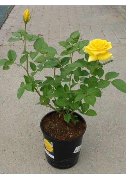 Mis Kokulu Sarı Renk Gül Fidanı 30-40 cm 1 Adet Saksıda (Rose) fiyatları
