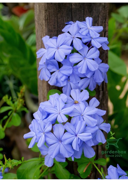 Formlu Mavi Yasemin Çiçeği 1 Adet Saksılı 30-60 cm Dış Mekan Bitkisi(Plumbago)
