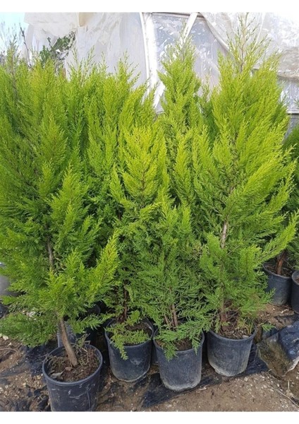Videolu Limon Selvi (30 - 40 cm)10 Adet Tüplü Dış Mekan Bitkisi Cupressus Macrocarpa Goldcrest