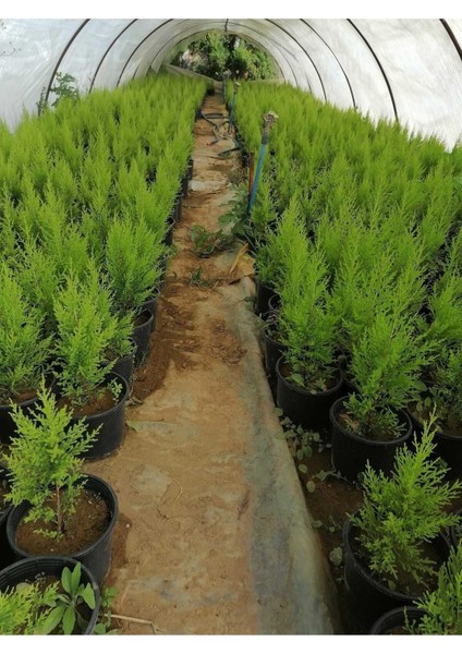 Videolu Limon Selvi (30 - 40 cm)10 Adet Tüplü Dış Mekan Bitkisi Cupressus Macrocarpa Goldcrest