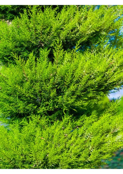 Videolu Limon Selvi (30 - 40 cm)10 Adet Tüplü Dış Mekan Bitkisi Cupressus Macrocarpa Goldcrest