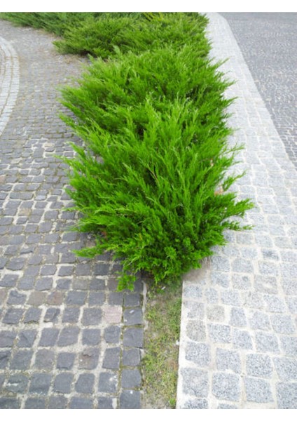 Videolu Limon Selvi (30 - 40 cm)10 Adet Tüplü Dış Mekan Bitkisi Cupressus Macrocarpa Goldcrest